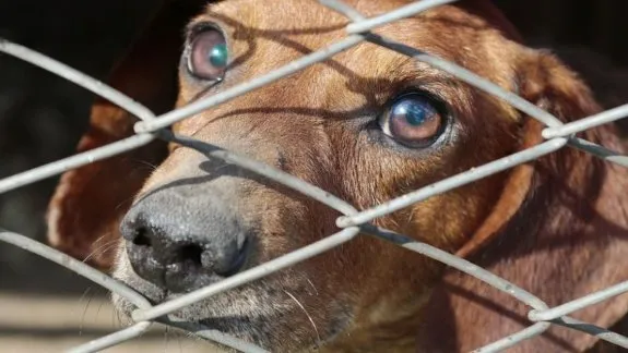 Prohibirán en casas criaderos de mascotas