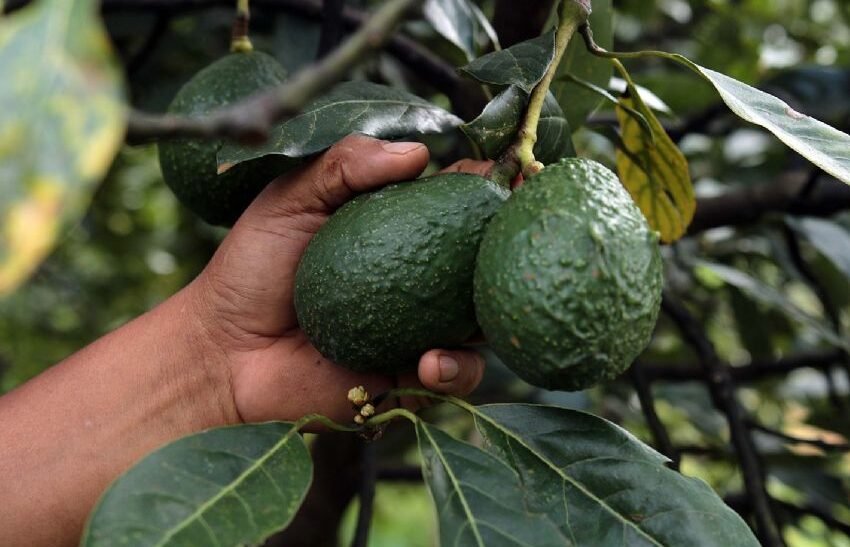 Sigue la denuncia ante Comisión Ambiental del T-MEC por ecocidio en producción aguacatera