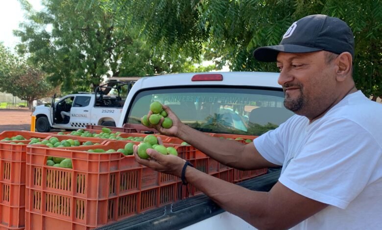 Retoman corte de limón