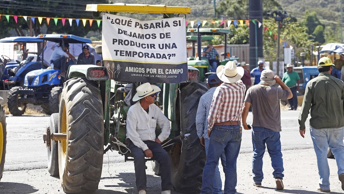 Maíz en crisis: Producentes lanzan toma de decisión y amenazan con paralizar el abasto en un enfrentamiento sin precedentes con la Federación.